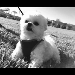 Meet your Posher, Mia